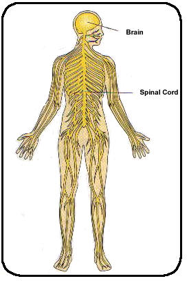 nervoussystem.jpg